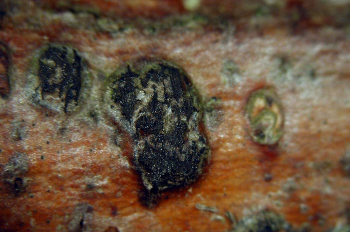 macrostoma