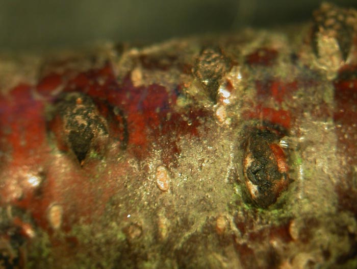 macrostoma
