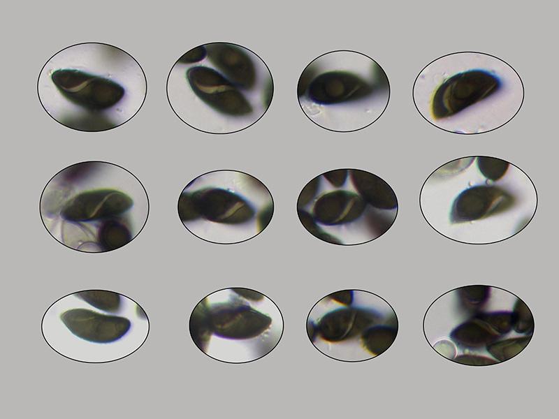 macrostoma