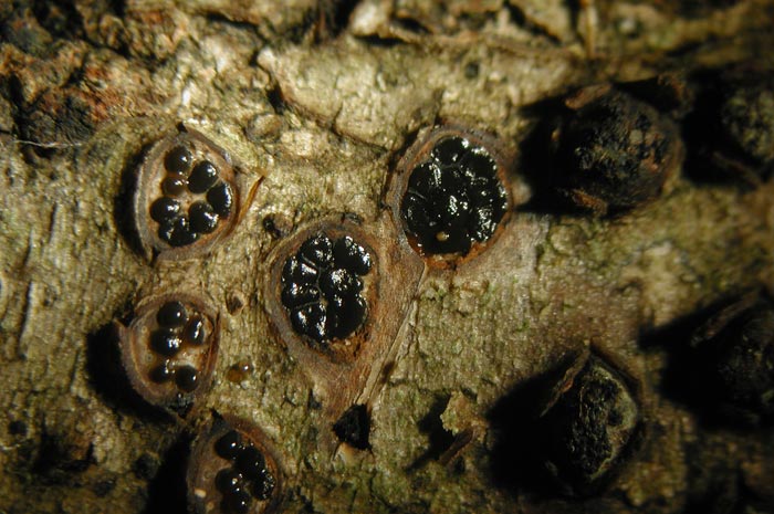 macrostoma