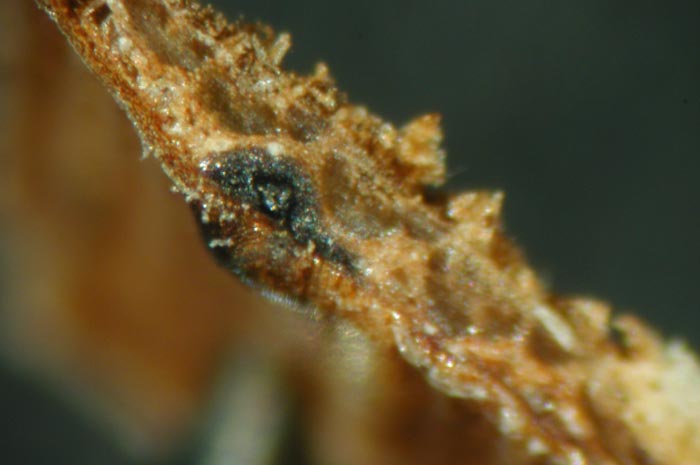 macrostoma