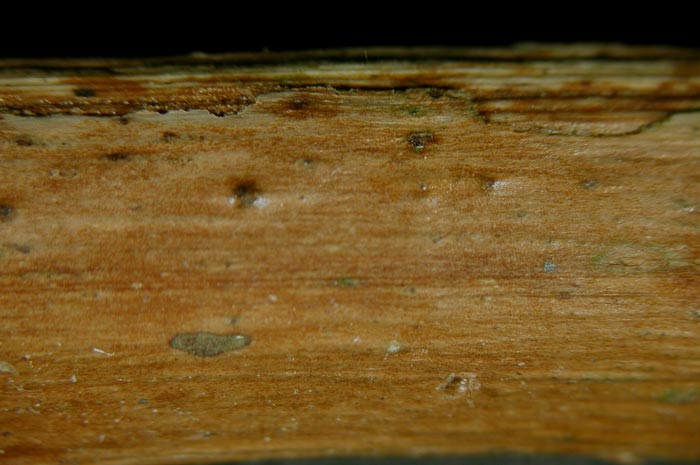macrostoma