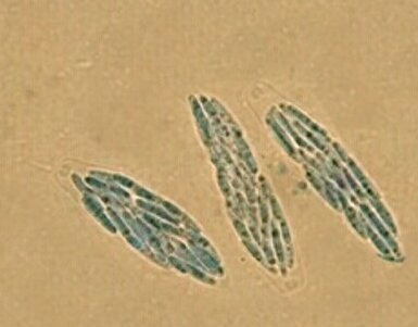 macrostoma