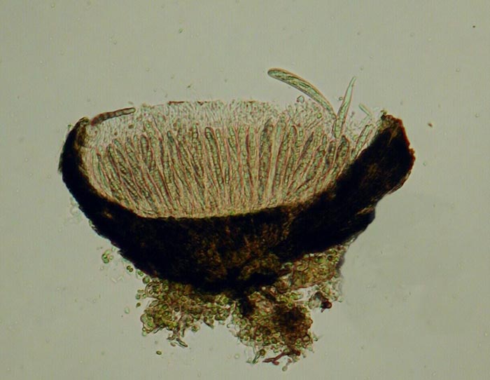 macrostoma