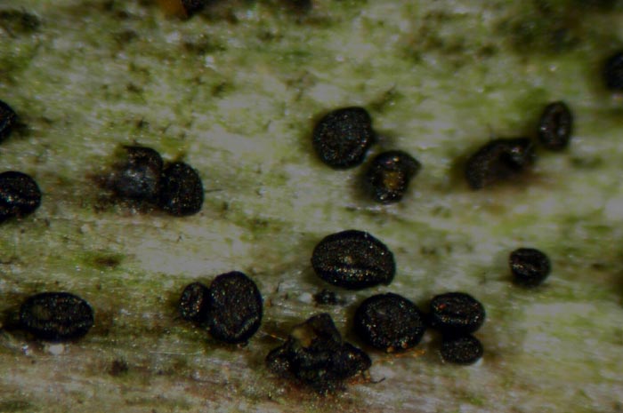macrostoma