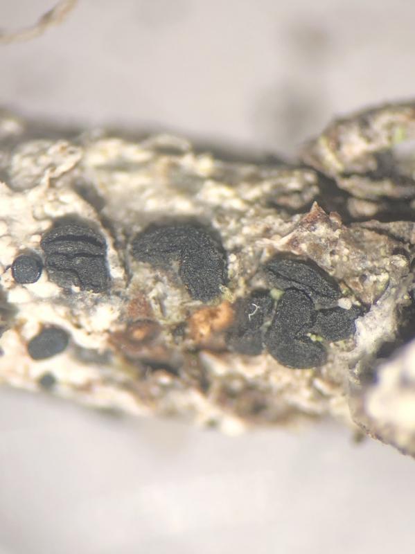 macrostoma