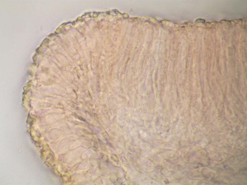 macrostoma