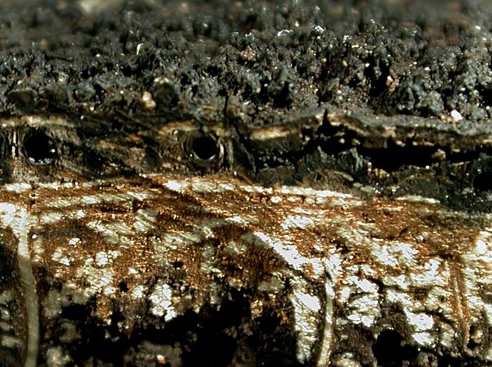 macrostoma
