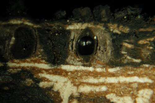 macrostoma