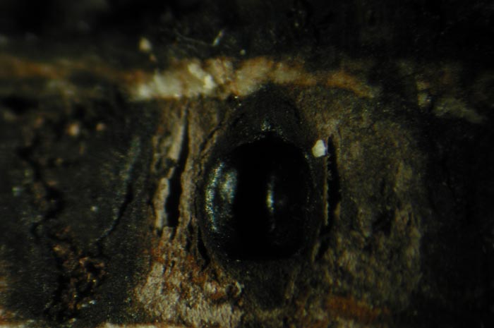 macrostoma