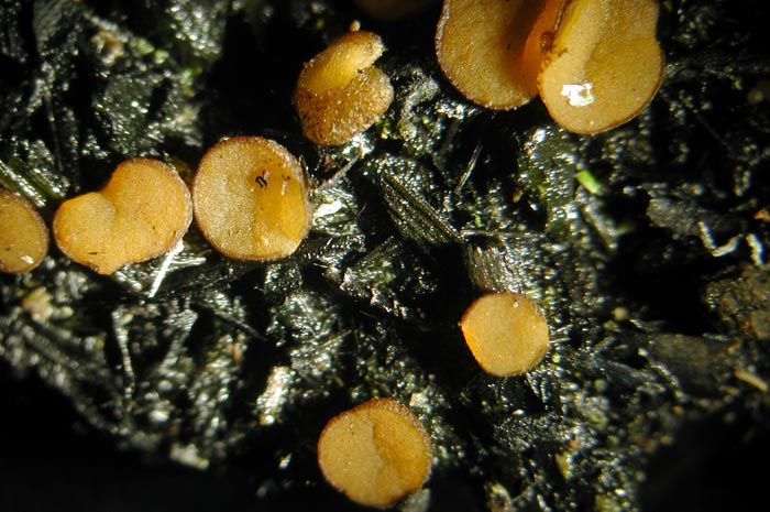 macrostoma