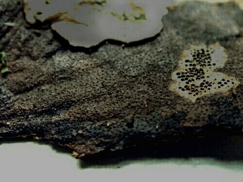 macrostoma