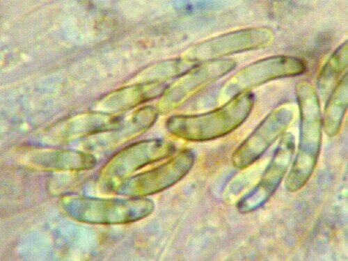 macrostoma
