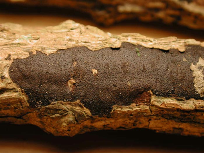 macrostoma
