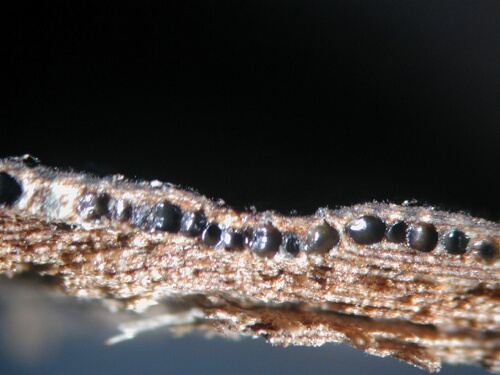 macrostoma
