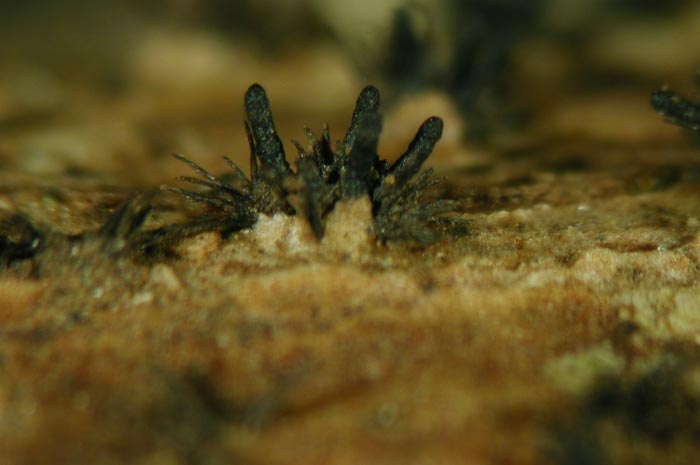 macrostoma