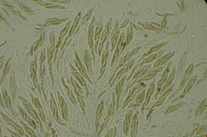 macrostoma