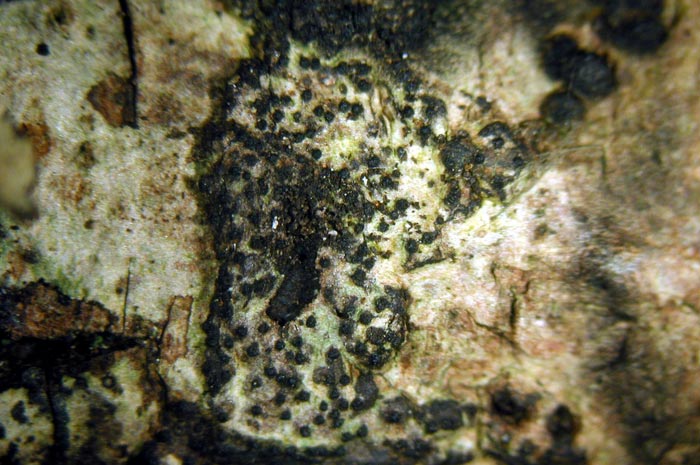 macrostoma