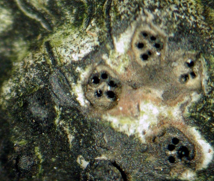 macrostoma