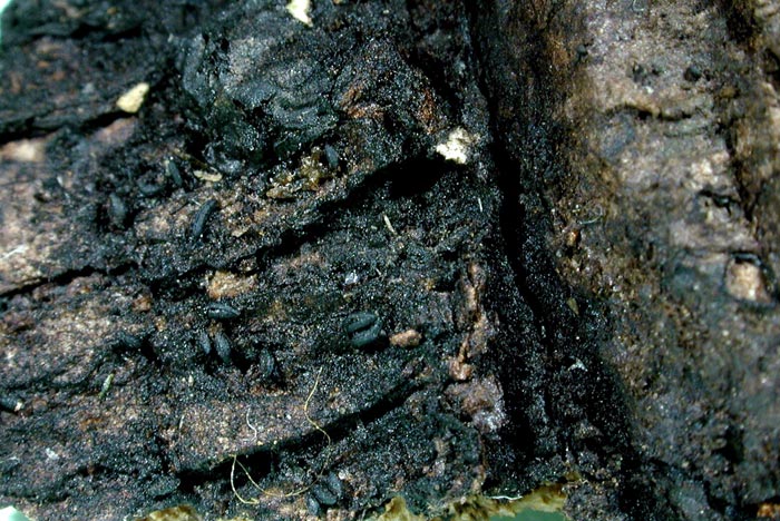 macrostoma