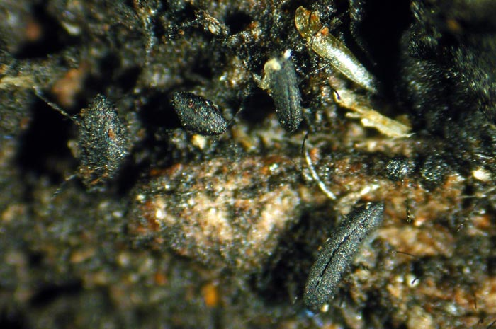macrostoma
