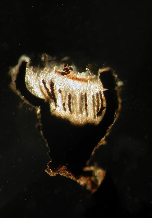 macrostoma