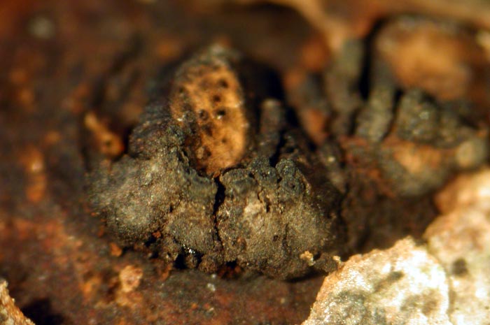 macrostoma