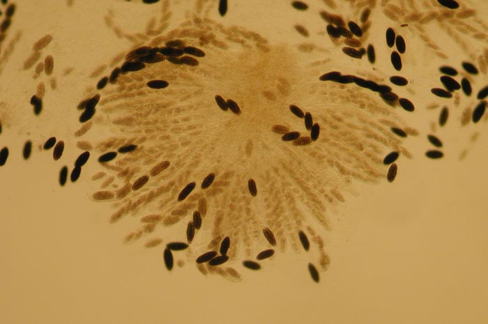 macrostoma