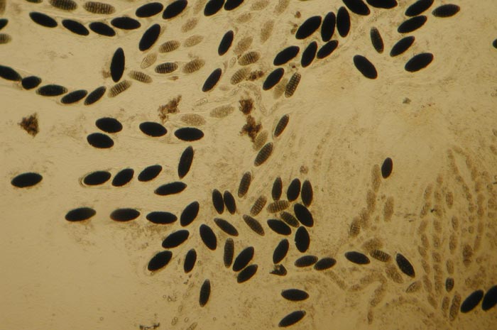 macrostoma
