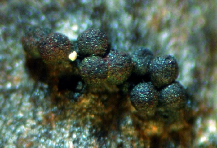 macrostoma