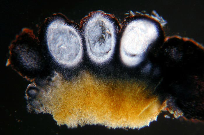macrostoma