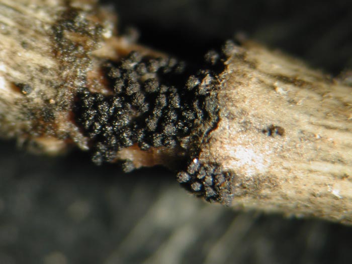macrostoma