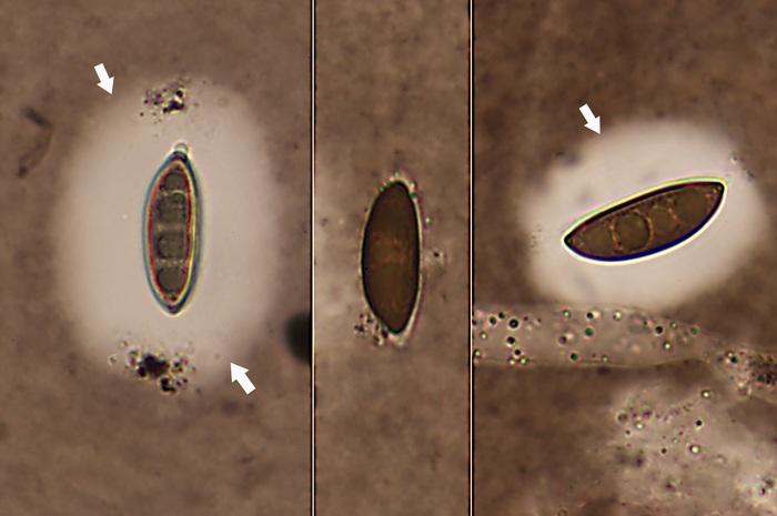 macrostoma