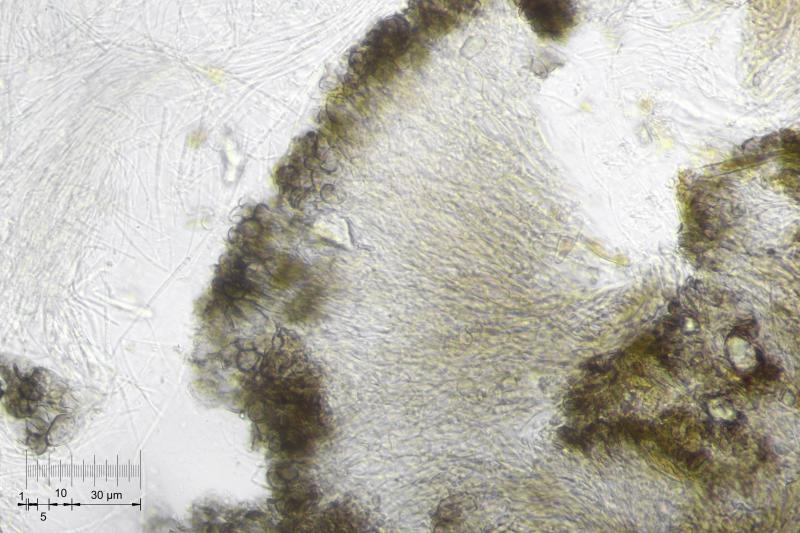 macrostoma