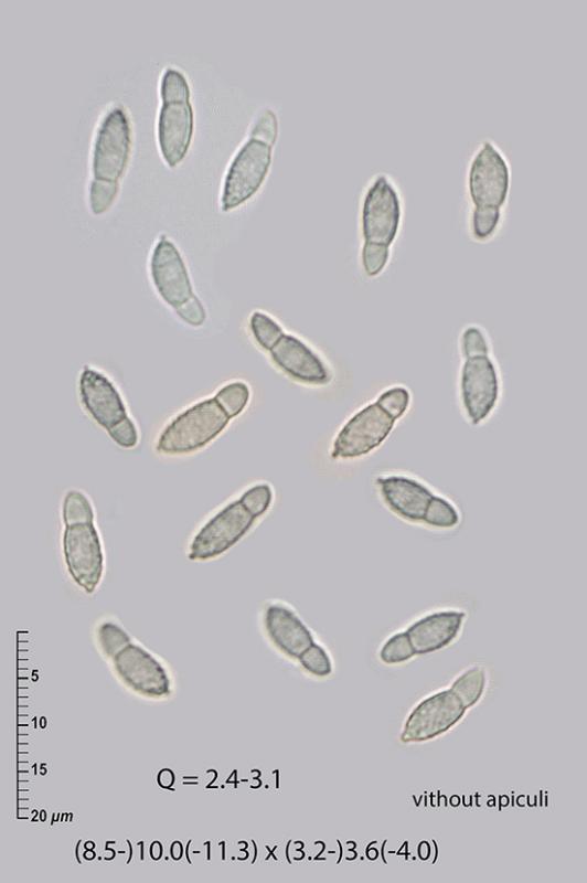 macrostoma