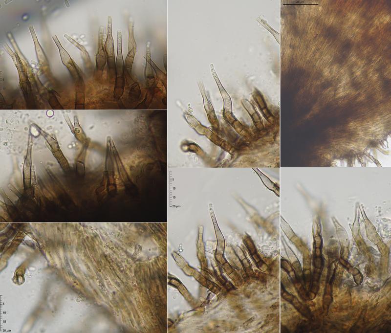 macrostoma