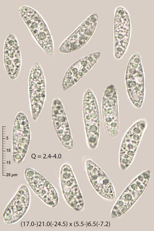 macrostoma
