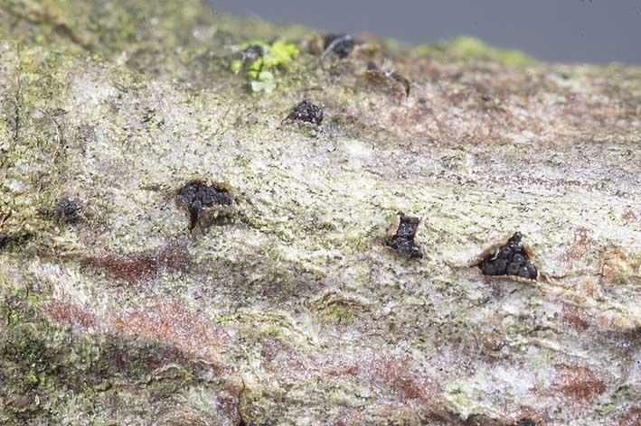 macrostoma