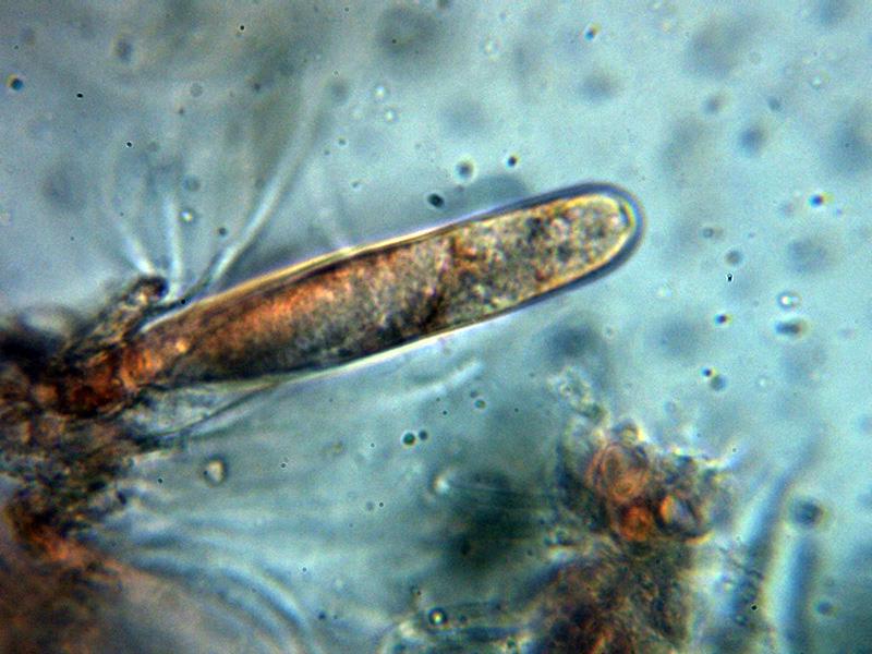 macrostoma