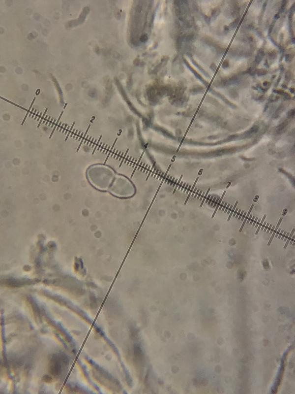 macrostoma