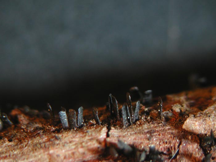 macrostoma