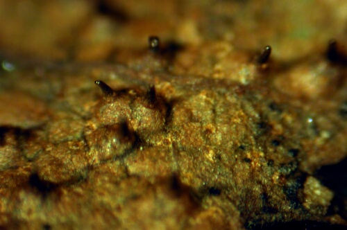 macrostoma