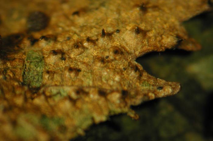 macrostoma