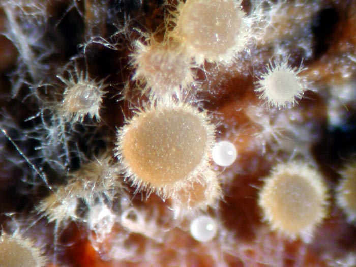 macrostoma