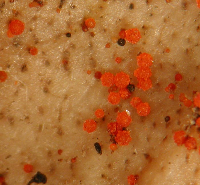 macrostoma