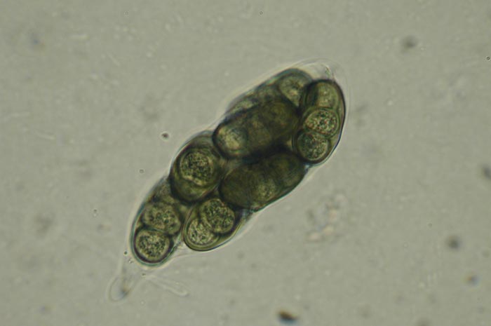 macrostoma