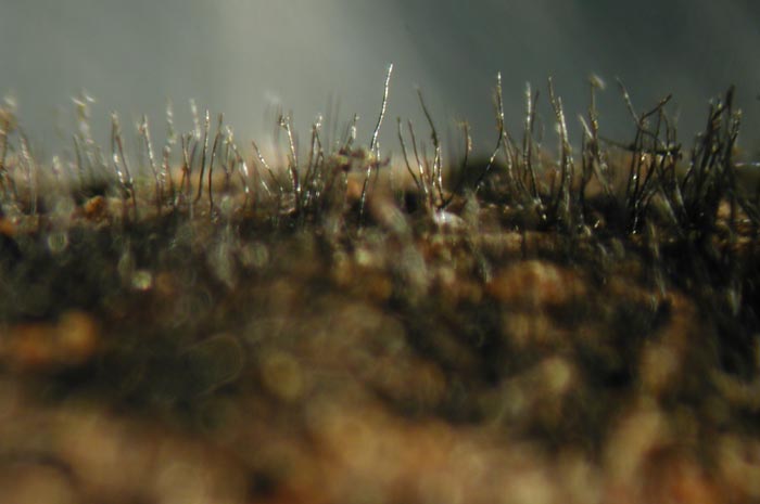 macrostoma