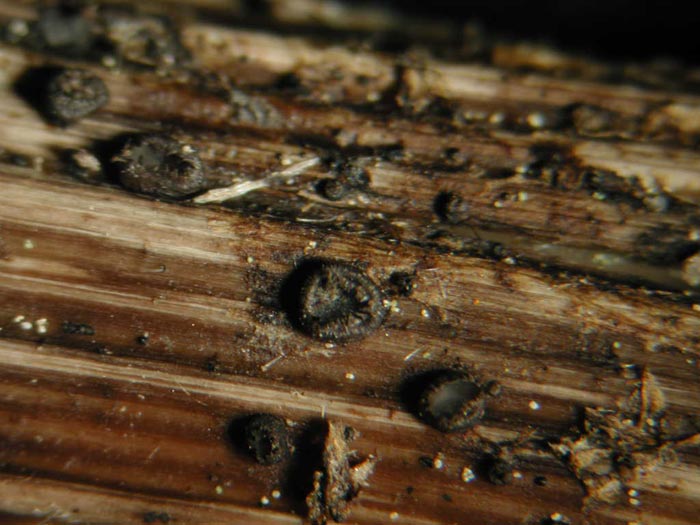 macrostoma