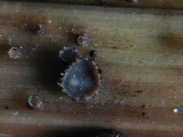 macrostoma
