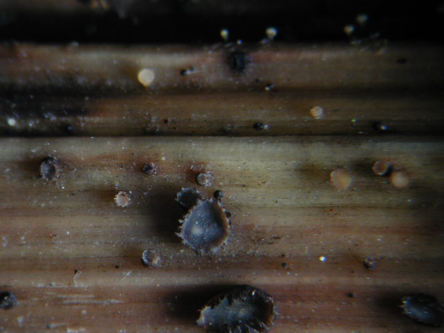 macrostoma